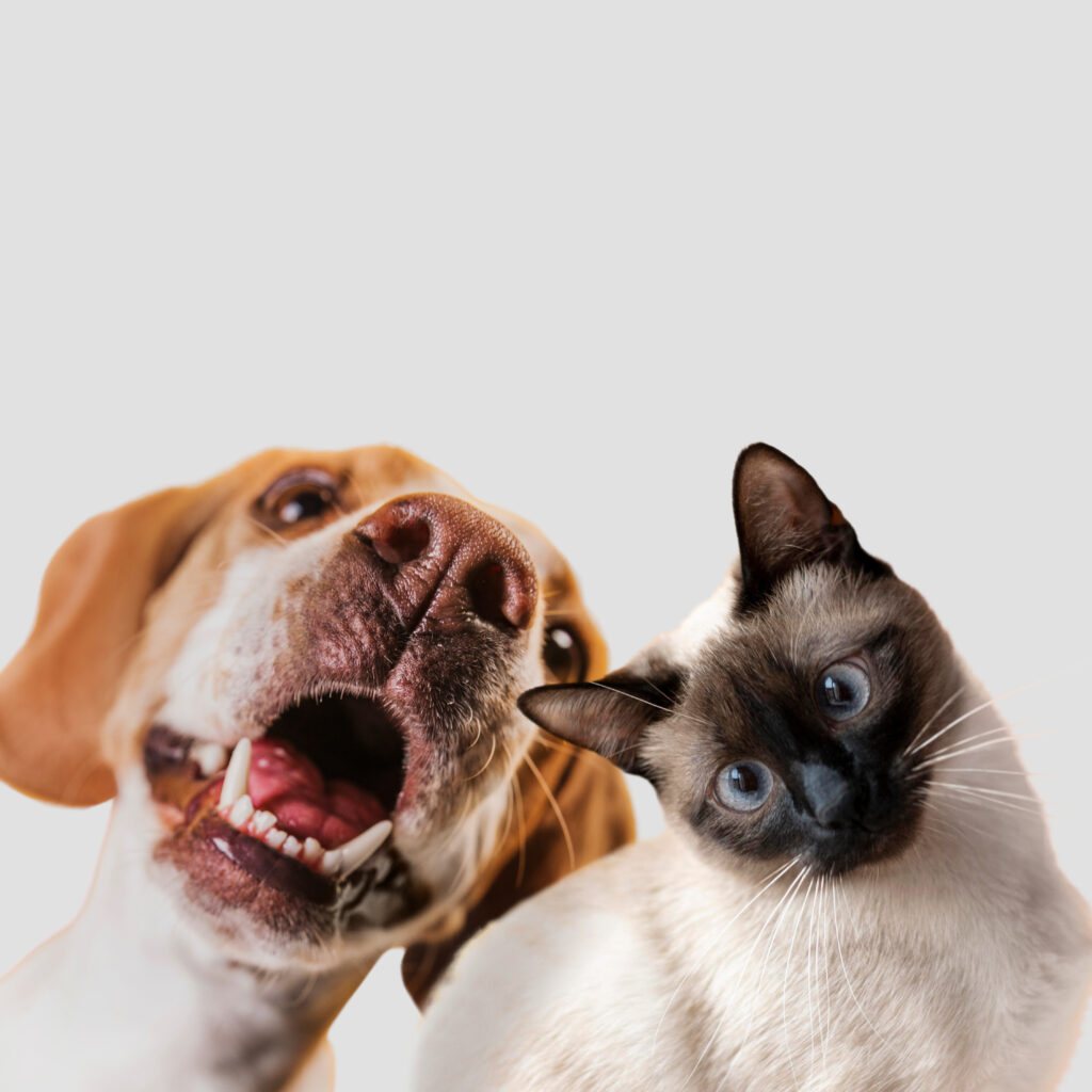 cute-pet-collage-isolated